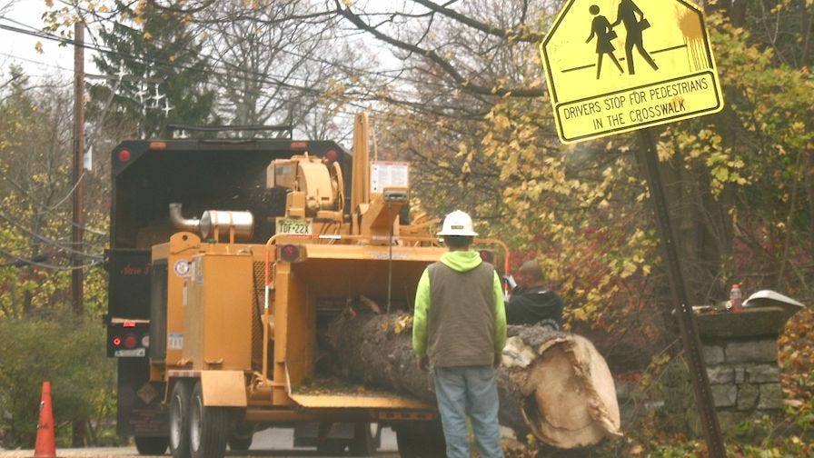 Tree service removing a tree