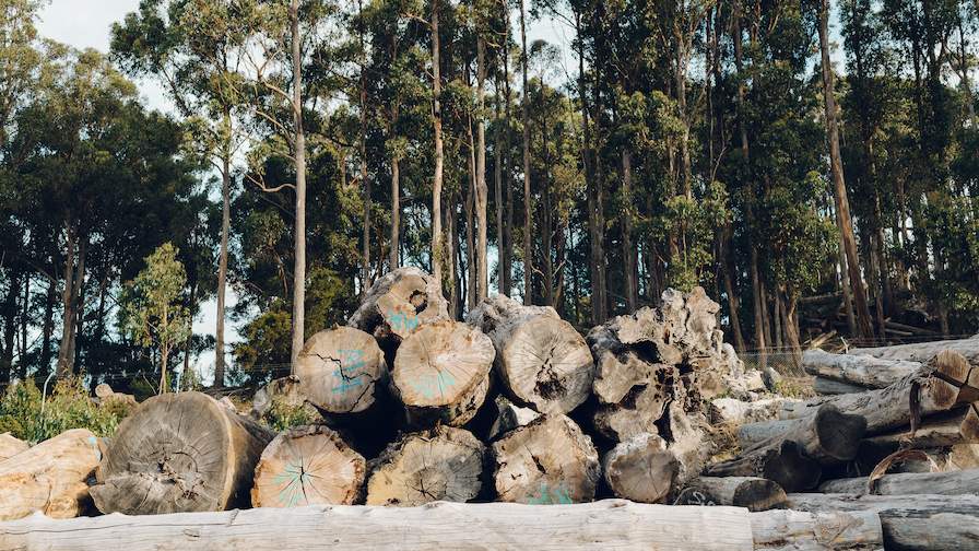 Island Specialty Timbers Logs