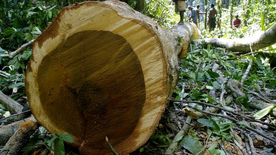 Log ready to saw