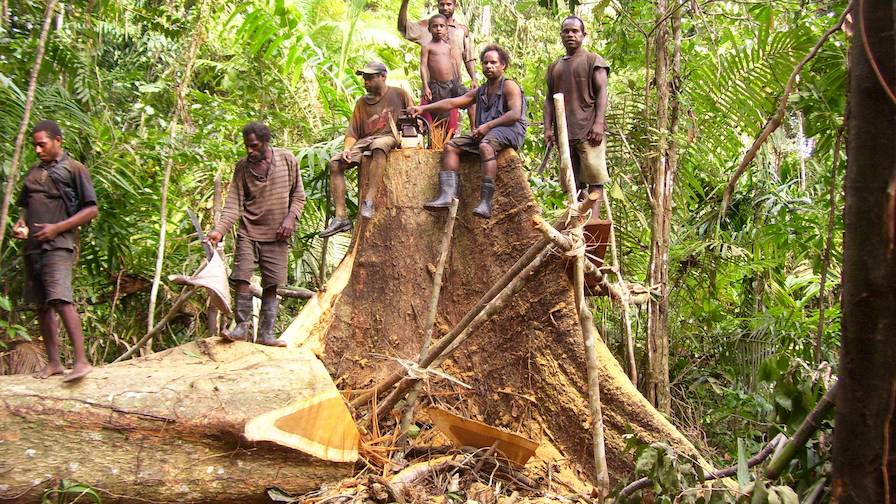 Felling a tree in the jungle