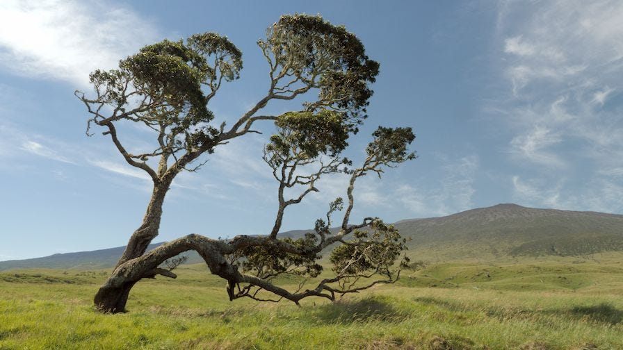 Kamuela Hardwoods Tree